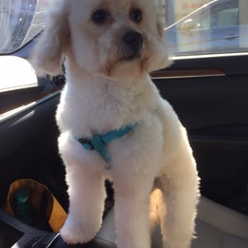 Groom & Board - Ari Bear- She's so FLUFFY!! - Pet Groomers Near Me - Placentia, California