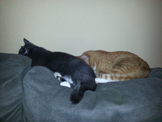 rolling acres pet cremation