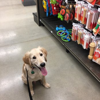 Petco - Pet Training Near Me - Elyria, Ohio