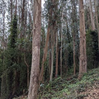 Mount Sutro - Parks Near Me - San Francisco, California