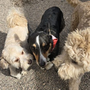 Sol Dog Lodge and Training Center - Happy dogs - Pet Training Near Me - Marana, Arizona Sol Dog Lodge and Training Center - Happy dogs - Pet Training Near Me - Marana, Arizona