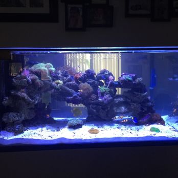 Js Aquatics - About 6 months after start. - Aquarium Services Near Me Js Aquatics - About 6 months after start. - Aquarium Services Near Me