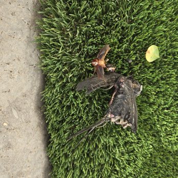 M&M Pools - Dead bird that was fished out of my pool and just left without notice for us to find and clean up. - Pool & Hot Tub Service Near Me