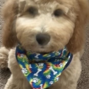 Whole Dogz - Berkley - Pet Sitting Near Me - Alexandria, Virginia Whole Dogz - Berkley - Pet Sitting Near Me - Alexandria, Virginia