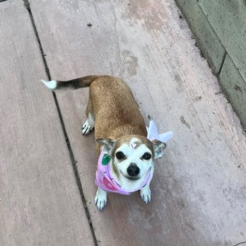 Motherfluffers - Pet Groomers Near Me