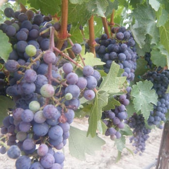 Lancaster Estate - grapes! - Wine Tasting Room Near Me - Healdsburg, California Lancaster Estate - grapes! - Wine Tasting Room Near Me - Healdsburg, California