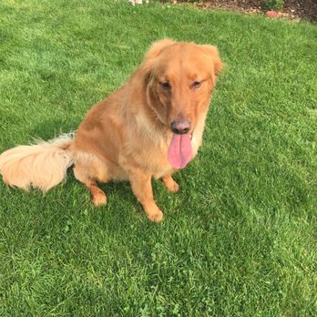 Wash N Waggin Mobile Grooming - Pet Groomers Near Me Wash N Waggin Mobile Grooming - Pet Groomers Near Me