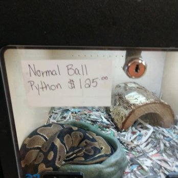 J & M Pet Land - Not only is newspaper not ideal substrate but there's no way that snake could fit in the hide. And is laying in what I assume is a dry bowl. - Pet Groomers Near Me - Clarksville, Tennessee J & M Pet Land - Not only is newspaper not ideal substrate but there's no way that snake could fit in the hide. And is laying in what I assume is a dry bowl. - Pet Groomers Near Me - Clarksville, Tennessee