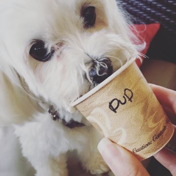 Coffee Gallery - Pup enjoying her pup cup! They're so sweet to give her one! - Coffee & Tea Near Me - Haleiwa, Hawaii