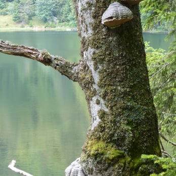 Feldsee - Lakes Near Me