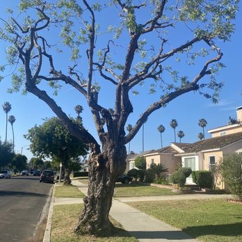 Cisnero's Tree Care - Front yard (After) - Tree Services Near Me Cisnero's Tree Care - Front yard (After) - Tree Services Near Me