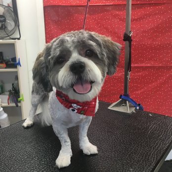 Imperial Pet Grooming - Pet Groomers Near Me - Kissimmee, Florida Imperial Pet Grooming - Pet Groomers Near Me - Kissimmee, Florida