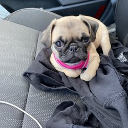 NJ Puppy Store