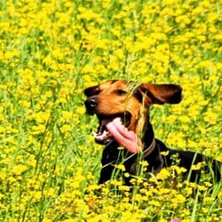 Hundetrainer Köln-Bonn