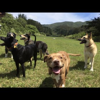 The Urban Paw - Dog Walkers Near Me - San Francisco, California The Urban Paw - Dog Walkers Near Me - San Francisco, California