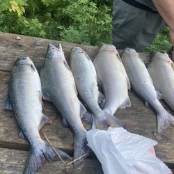 Deshka Landing Charters & Lodge - Silver Salmon