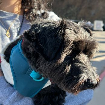 Training By Jen - Pet Training Near Me Training By Jen - Pet Training Near Me