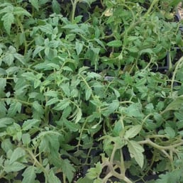a variety of tomato plants a variety of tomato plants