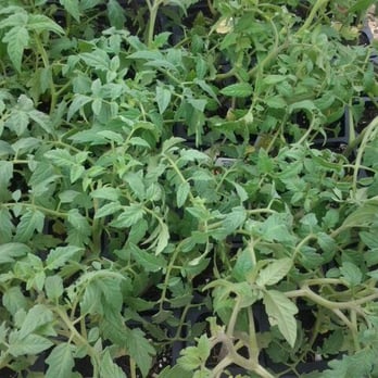 Riverwest Farmers Market - a variety of tomato plants - Farmers Market Near Me - Milwaukee, Wisconsin Riverwest Farmers Market - a variety of tomato plants - Farmers Market Near Me - Milwaukee, Wisconsin