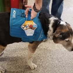 Tulsa Feed Store - Max wearing the new Kurgo Townie Harness.