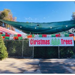 Tahoe Christmas Trees - Welcome to Tahoe C.T.