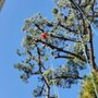 Photo of Treeforce