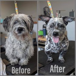 Salon De Pooch