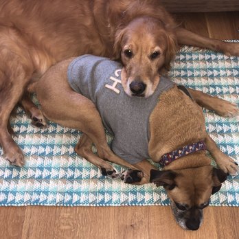 Park Slope Veterinary Center - My two dogs who see her - Veterinarians Near Me - Brooklyn, New York Park Slope Veterinary Center - My two dogs who see her - Veterinarians Near Me - Brooklyn, New York