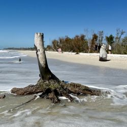 Naples Water Tours - Beach shelling