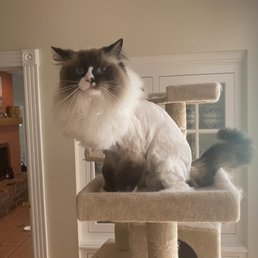 Perfect lion cut and tail trim!