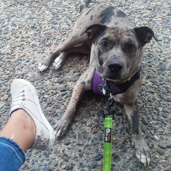 Goat Dog Camp - Pet Sitting Near Me Goat Dog Camp - Pet Sitting Near Me