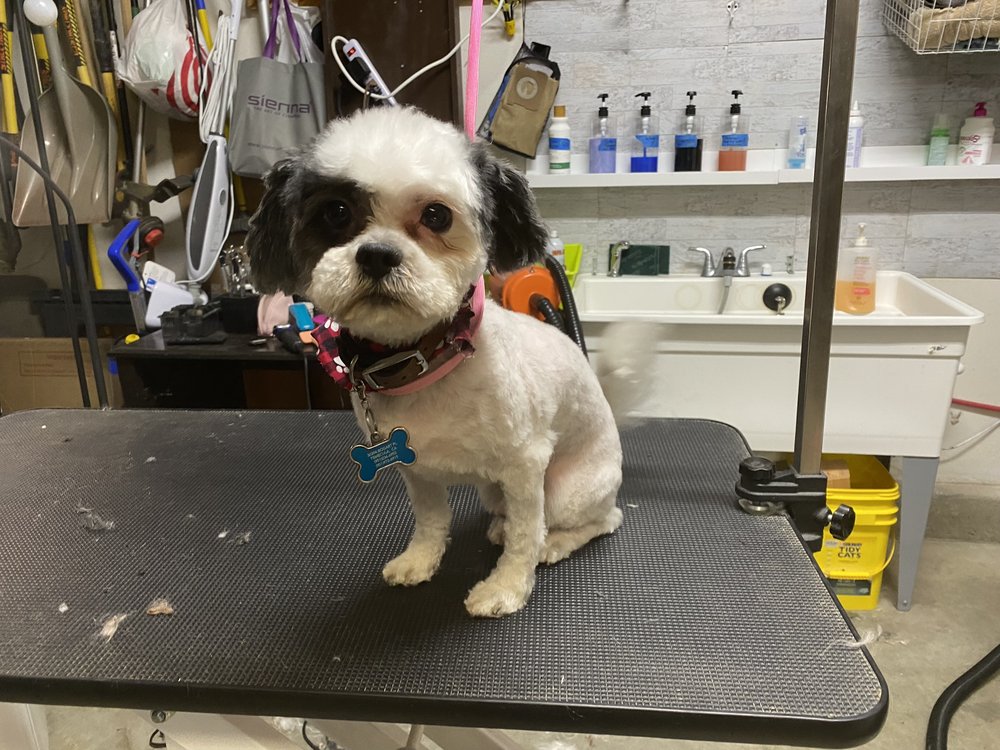 REBECCA’S GROOMING Updated July 2024 13 Photos Winchester