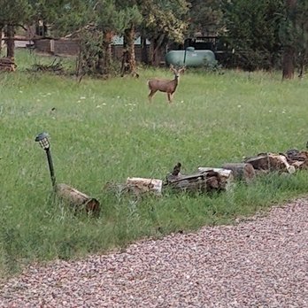 Mountain Meadows Cabins - Big buck in the meadow in front of our cabin - Hotels Near Me - Payson, Arizona Mountain Meadows Cabins - Big buck in the meadow in front of our cabin - Hotels Near Me - Payson, Arizona