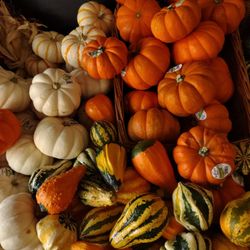 Mannino's Market - Mini-pumpkins are out now!