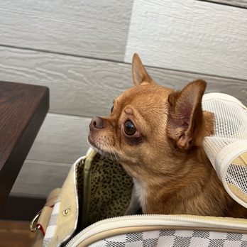 First Watch - Breakfast & Brunch Near Me - Cooper City, Florida