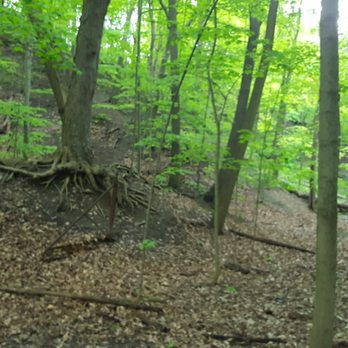 Moore Park Ravine - May 2017, Moore Park Ravine, trees. - Parks Near Me - Toronto, Ontario Moore Park Ravine - May 2017, Moore Park Ravine, trees. - Parks Near Me - Toronto, Ontario
