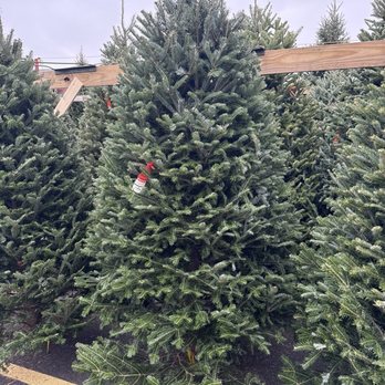 Swans Quality Christmas Trees - Christmas trees on the lot. - Christmas Trees Near Me - St. Charles, Illinois Swans Quality Christmas Trees - Christmas trees on the lot. - Christmas Trees Near Me - St. Charles, Illinois