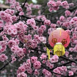 Pao-Hua Buddhist Temple - Blossoms in full bloom