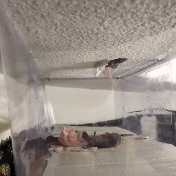 Simply Safe Pest Control - Rats literally falling through the ceiling - Pest Control Near Me - Aubrey, Texas