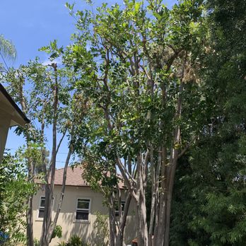 The Gardener - a view of a tree in the yard - Landscaping Near Me