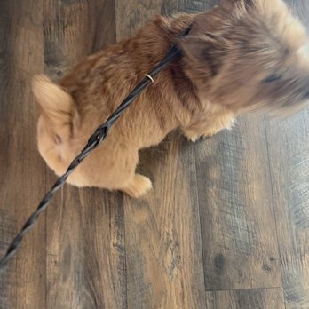 The Ranch Dog Training - @KobeTheNorwich at #RanchDogTraining! - Pet Training Near Me - Los Angeles, California The Ranch Dog Training - @KobeTheNorwich at #RanchDogTraining! - Pet Training Near Me - Los Angeles, California