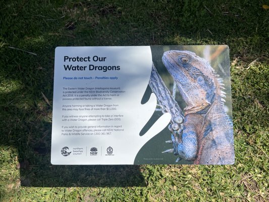 Shelly Beach by null