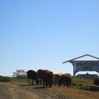 Howard Creek Ranch - Sheep - Bed & Breakfast Near Me - Westport, California