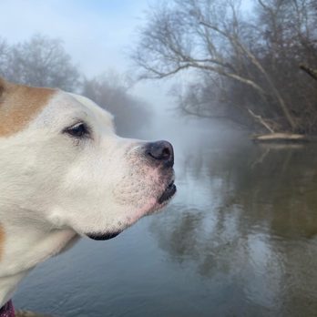 French Broad River Park - Scarlett at the French Broad River - Dog Parks Near Me - Asheville, North Carolina French Broad River Park - Scarlett at the French Broad River - Dog Parks Near Me - Asheville, North Carolina