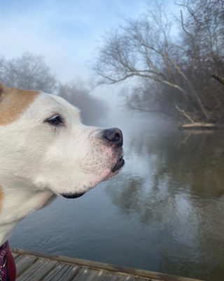 French Broad River Park by null