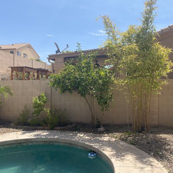 American Tree & Landscape - Prior to trimming. - Landscaping Near Me - phoenix, Arizona