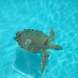 Dude, turtle!