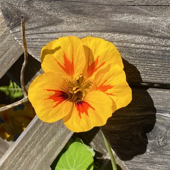 Azalea Glen - There where two different colored nasturtiums growing on our fence. - Campgrounds Near Me - Trinidad, California