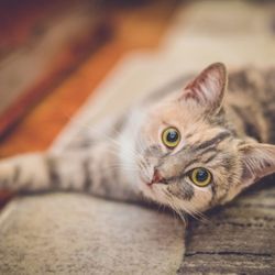 Stirling Veterinary Hospital - Stirling Veterinary Hospital is equipped to provide diagnostic and therapeutic services to care for your pets' complete healt...