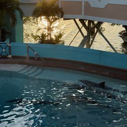 Jugo de Limón - Dolphin tank